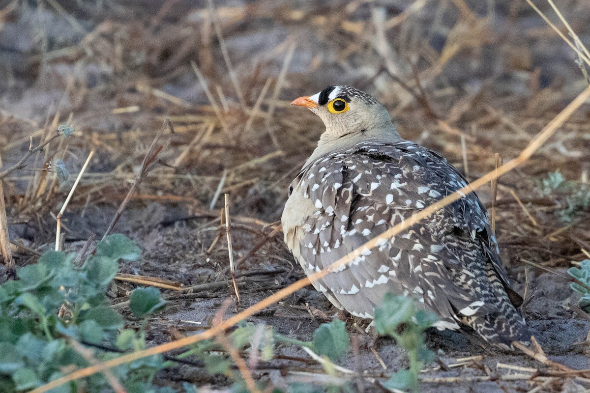 Double-banded Sandgrouse - ML643193350