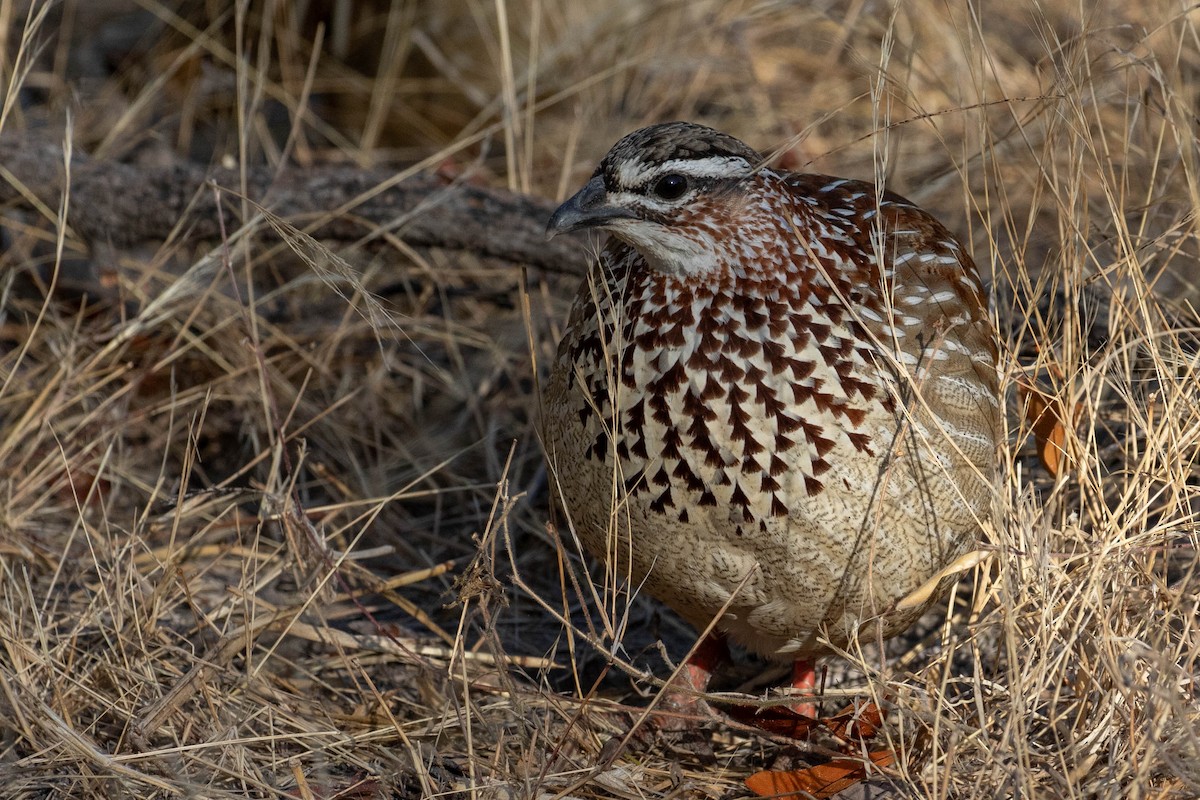 Crested Francolin - ML643193355