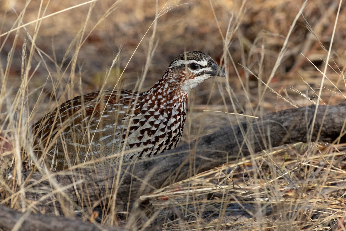 Crested Francolin - ML643193356