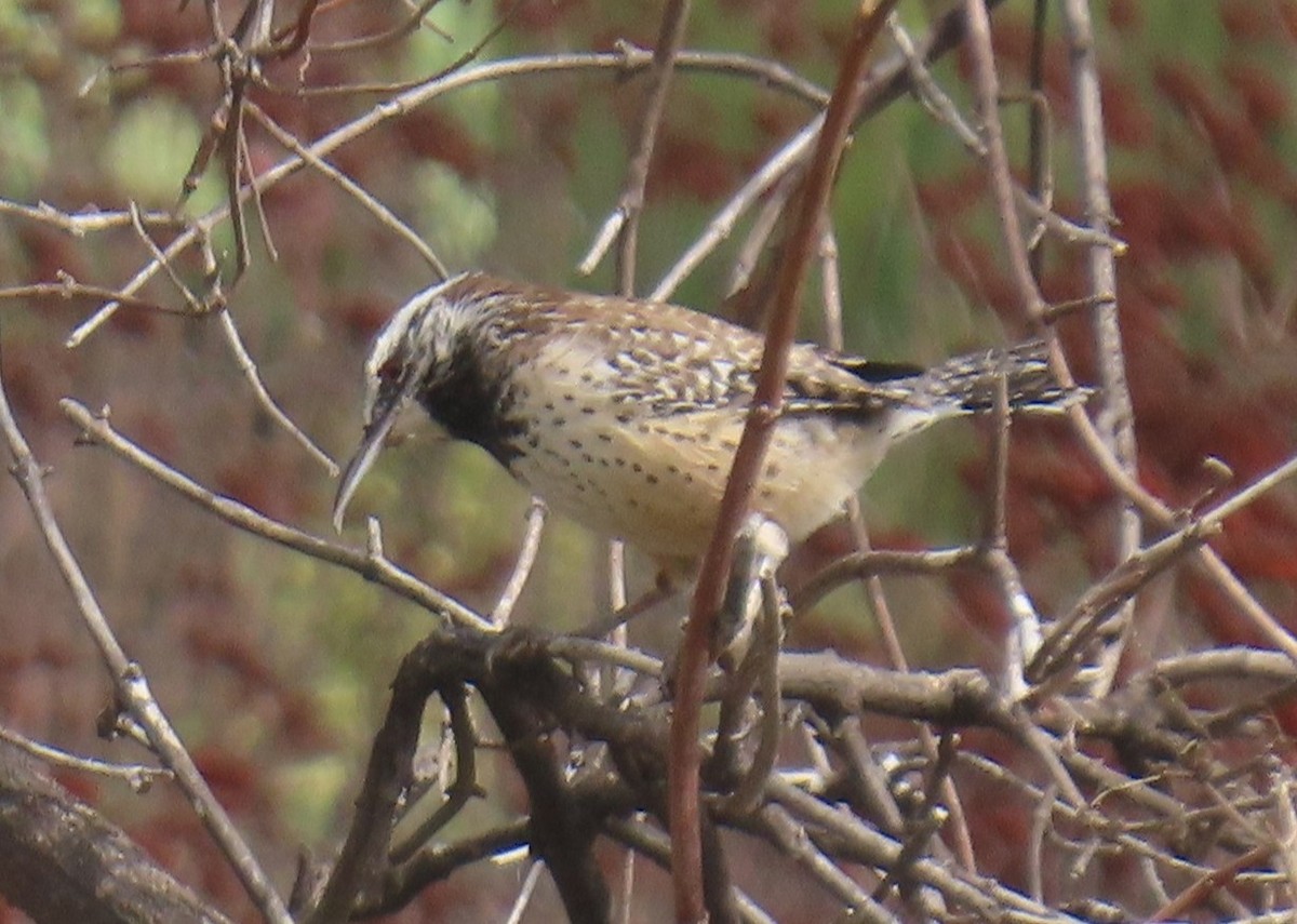 Cactus Wren - ML643193358