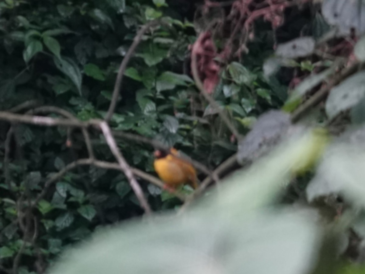 Oriole Finch - ML643193362