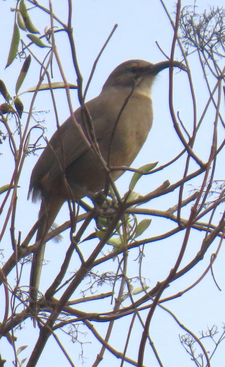 California Thrasher - ML643193369