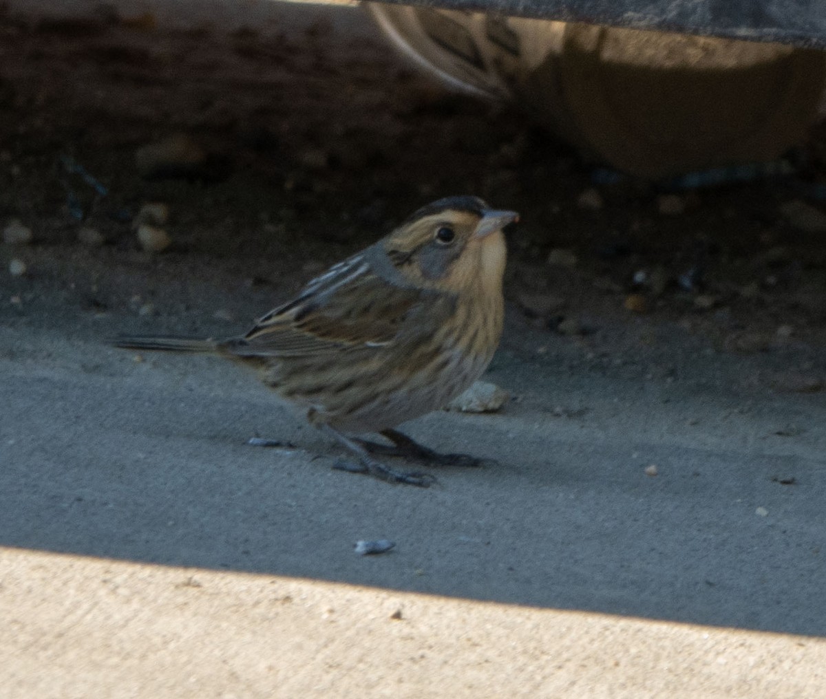 Nelson's Sparrow - ML643193372