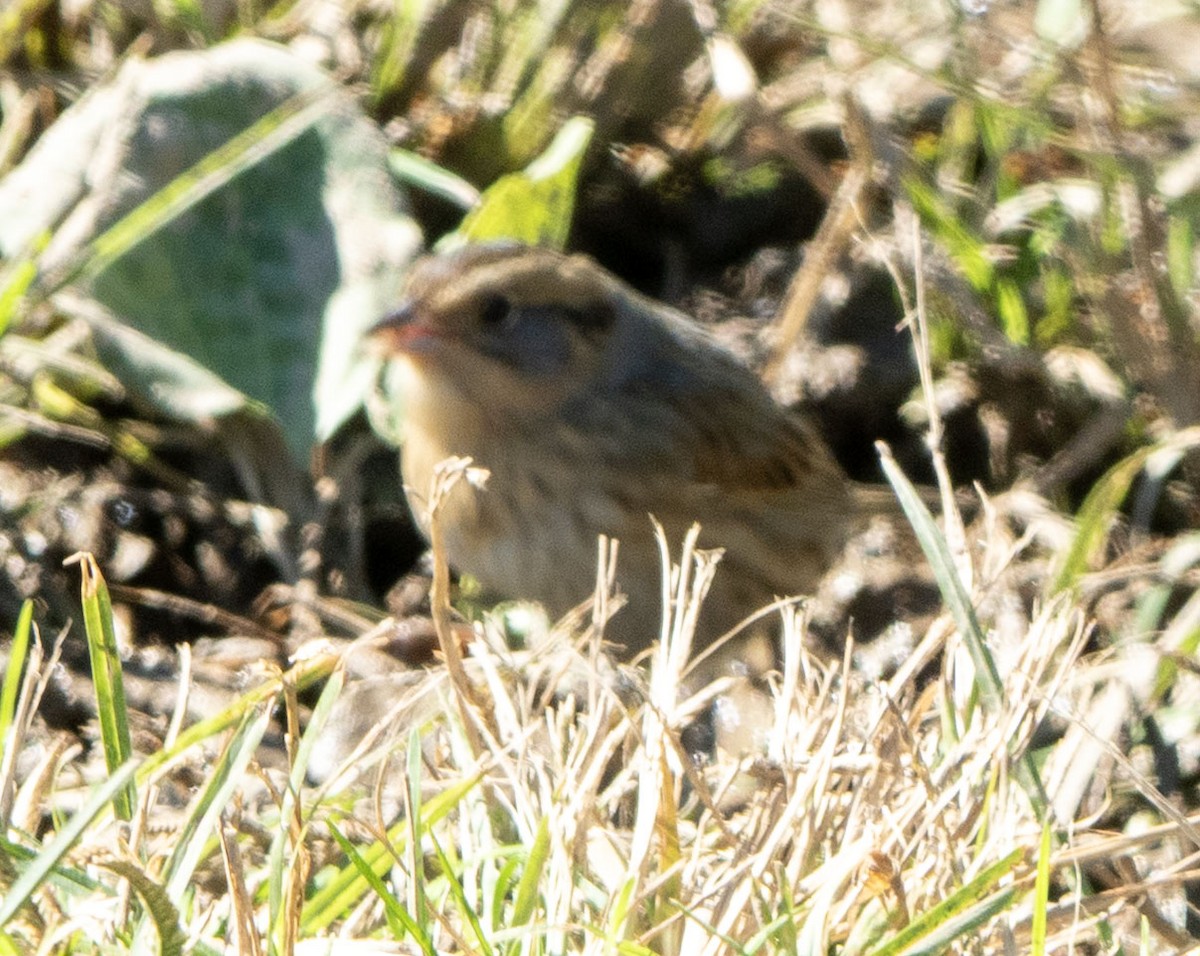 Nelson's Sparrow - ML643193373