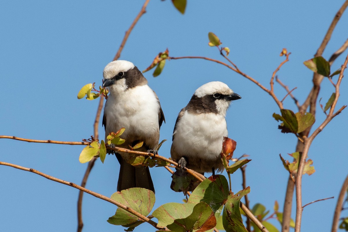 White-crowned Shrike - ML643193376