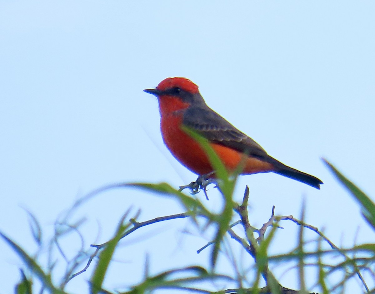 Vermilion Flycatcher - ML643193377