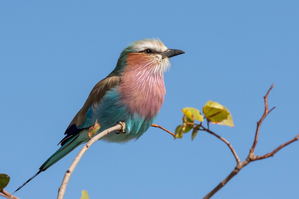 Lilac-breasted Roller - ML643193378