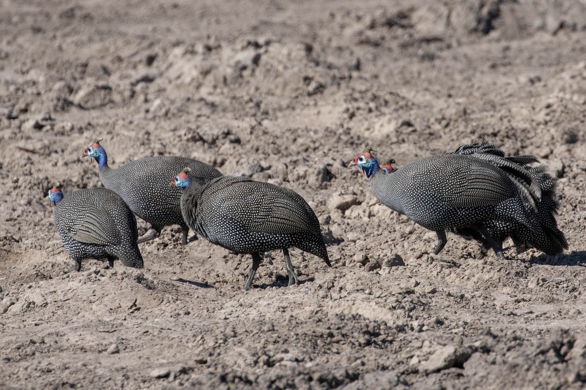 Helmeted Guineafowl - ML643193391