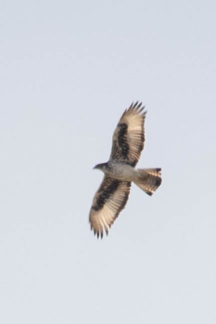 African Hawk-Eagle - ML643193412