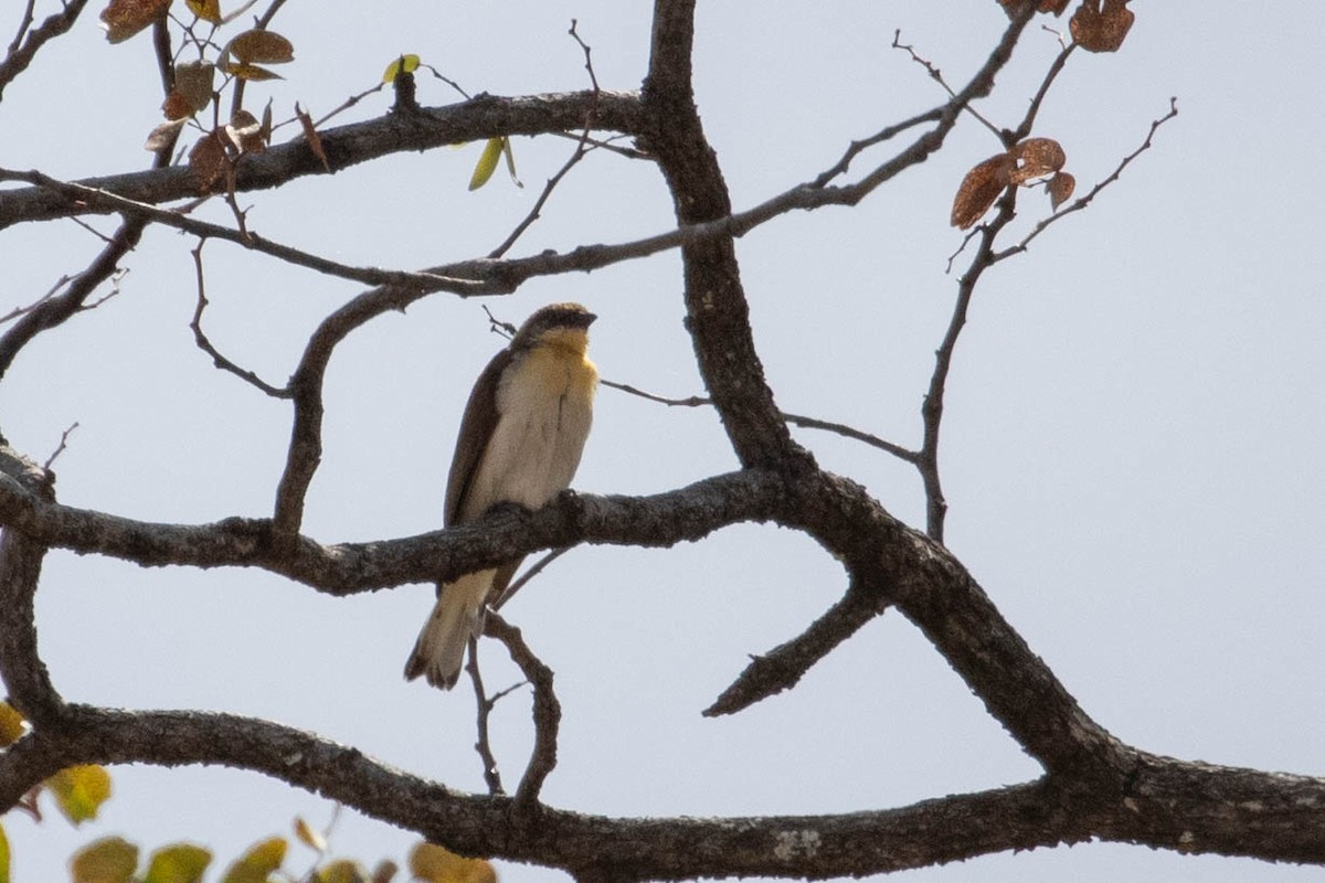 Greater Honeyguide - ML643193429
