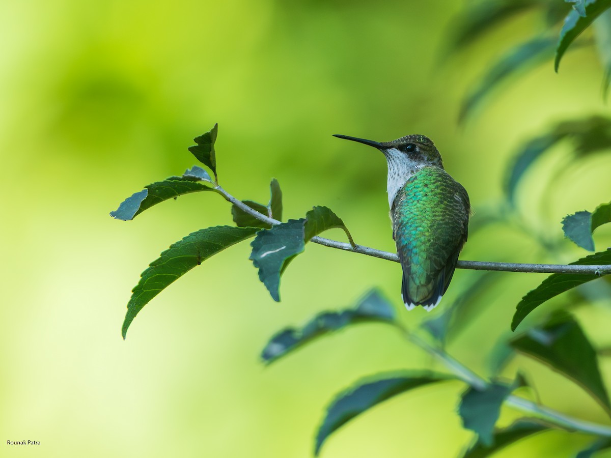 Colibri à gorge rubis - ML643193430