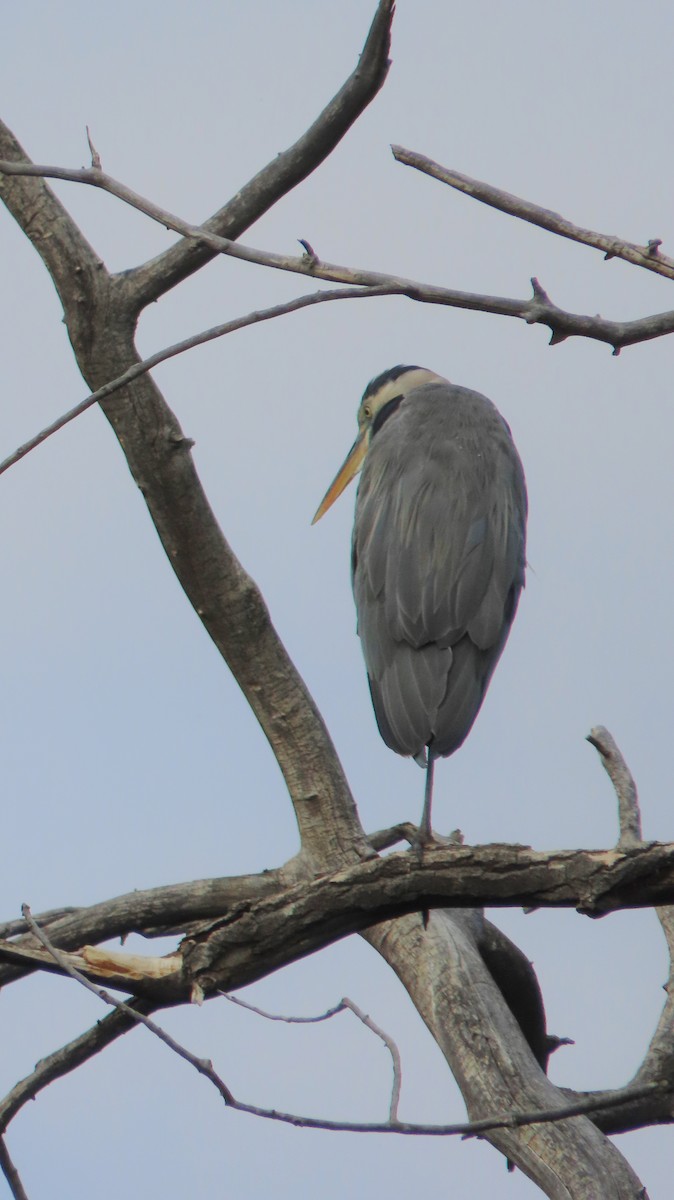 Great Blue Heron - ML643193435