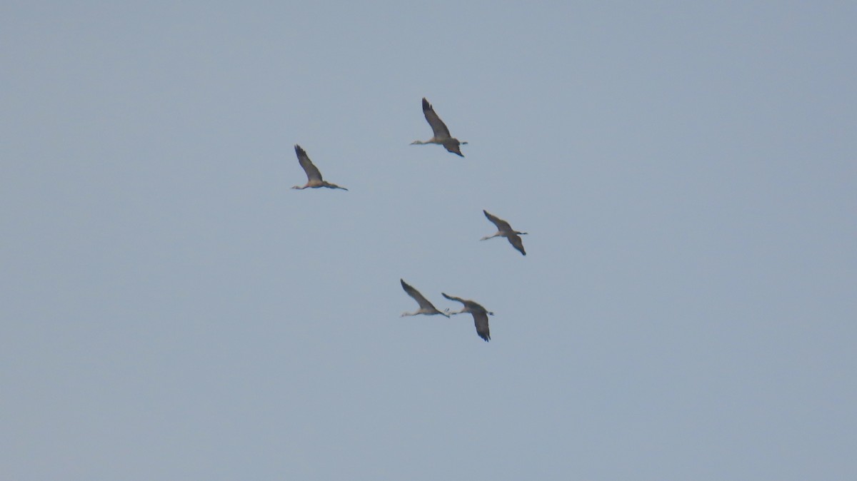 Sandhill Crane - ML643193438