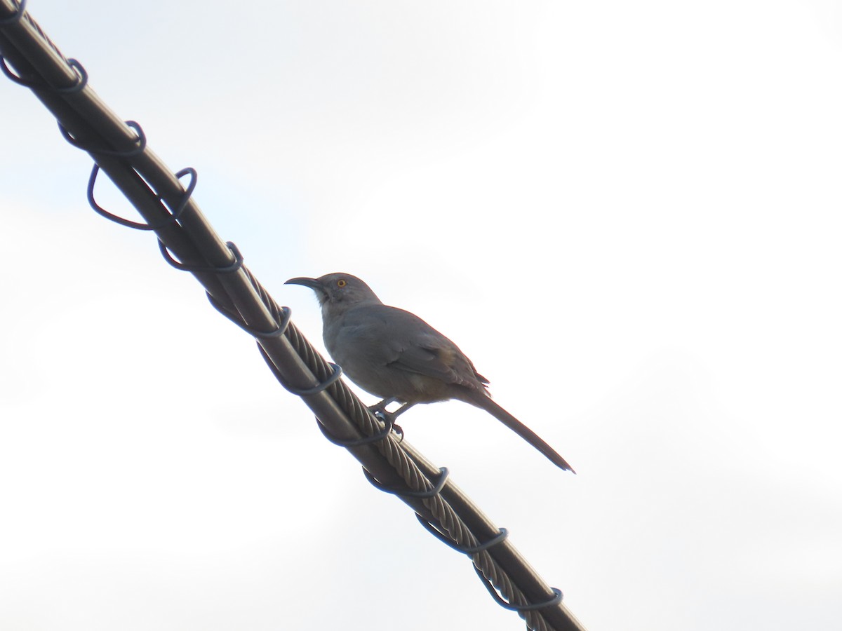 Curve-billed Thrasher - ML643193442