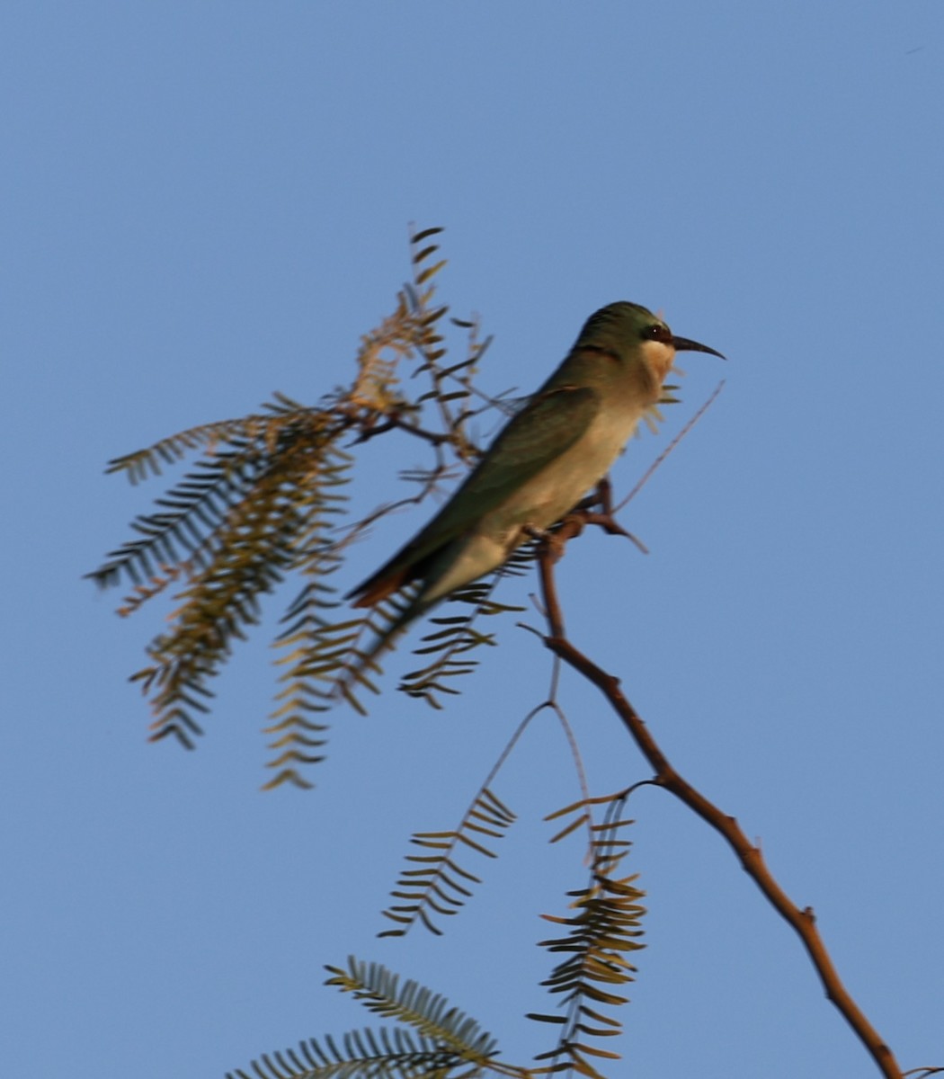 Blue-cheeked Bee-eater - ML643193443