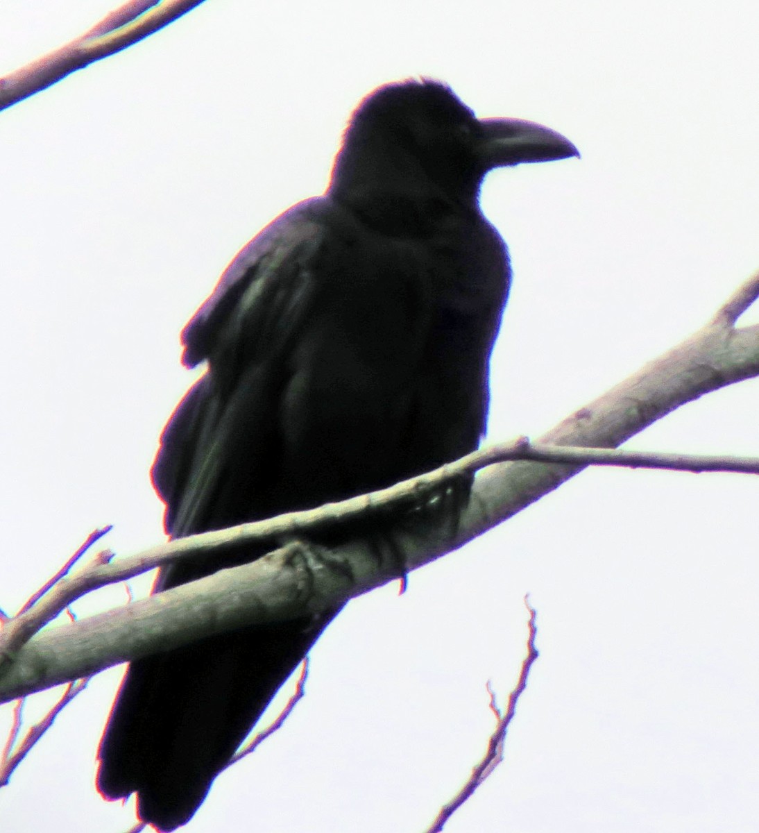 Large-billed Crow - ML643193444