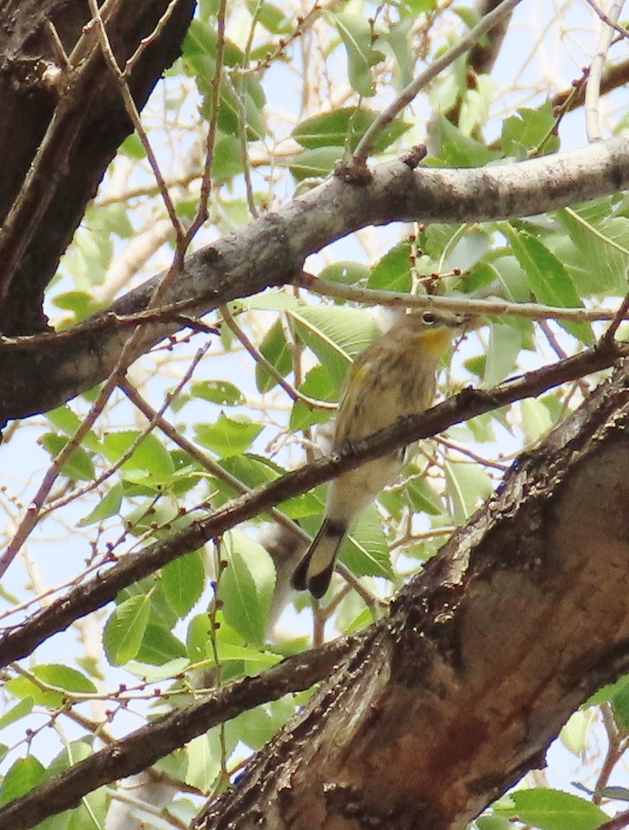 Yellow-rumped Warbler - ML643193445