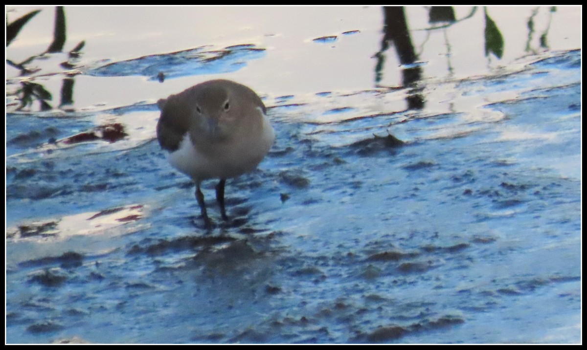 Spotted Sandpiper - ML643193447