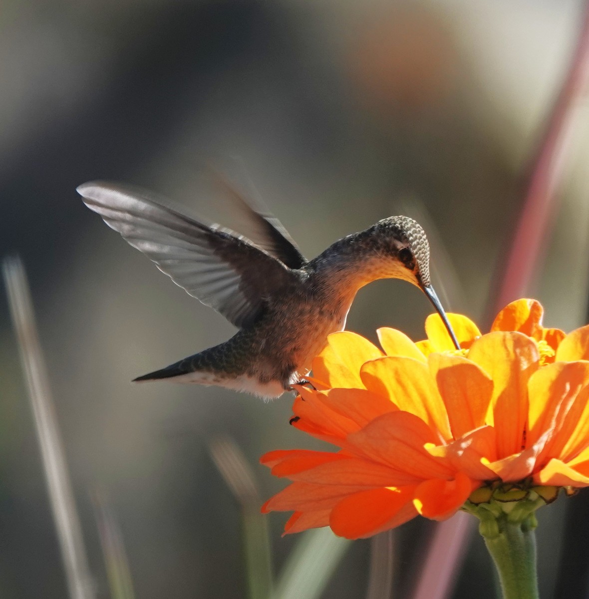 Black-chinned Hummingbird - ML643193448