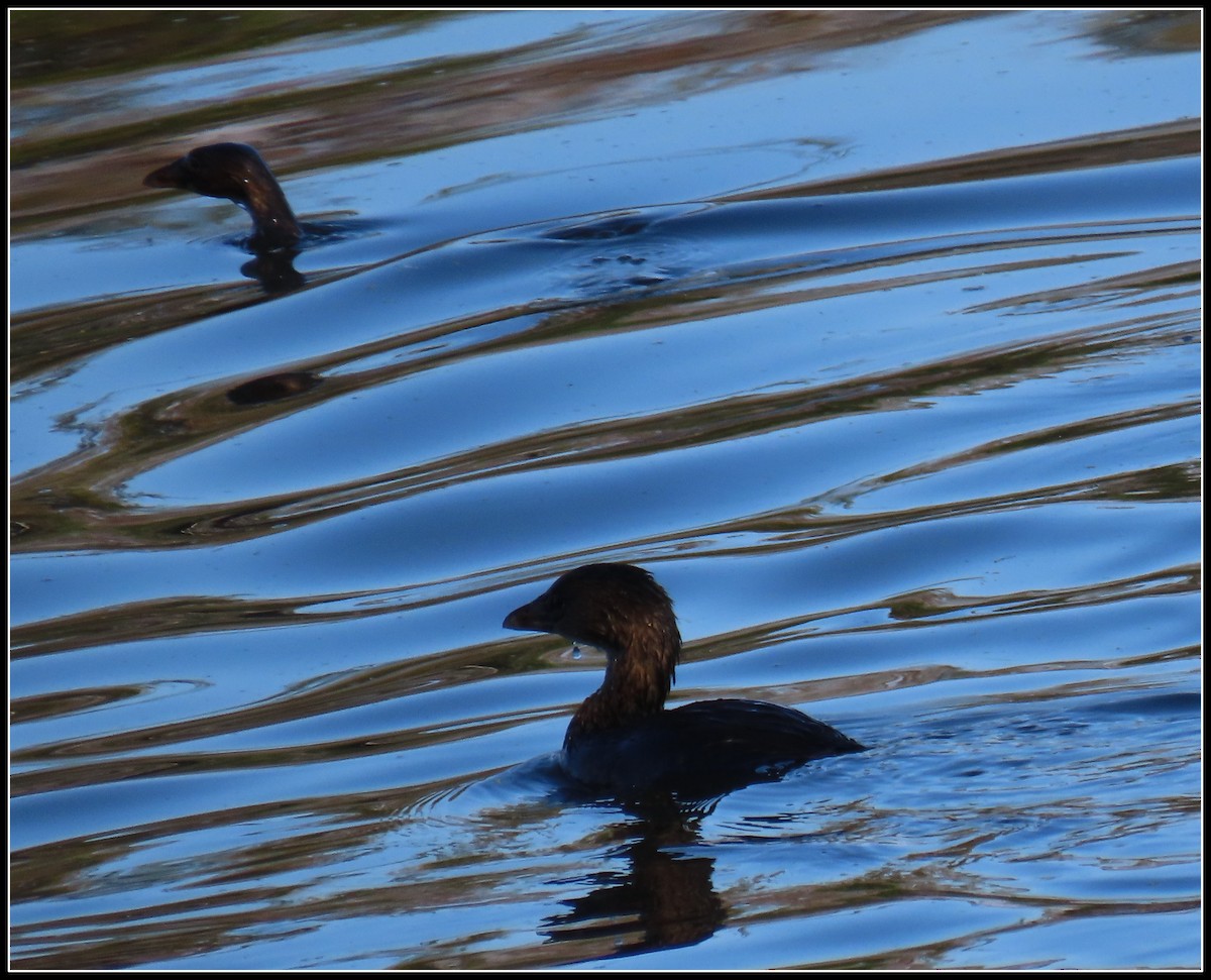 Pied-billed Grebe - ML643193449