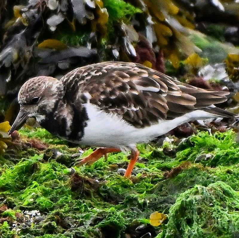 Ruddy Turnstone - ML643193450