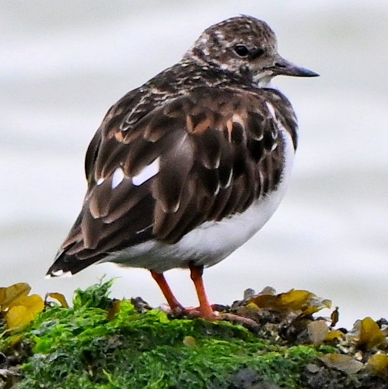 Ruddy Turnstone - ML643193452
