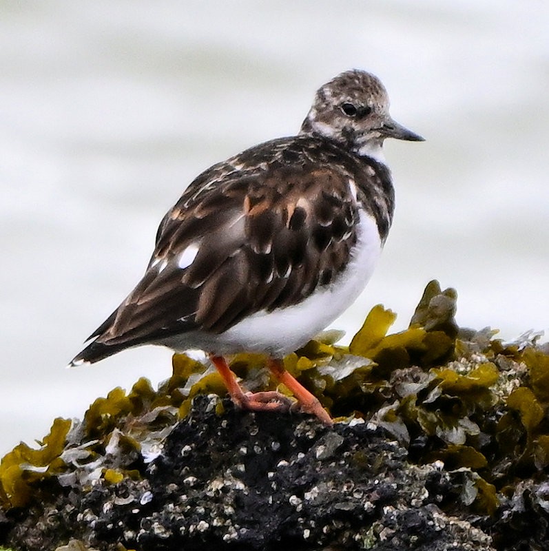 Ruddy Turnstone - ML643193453