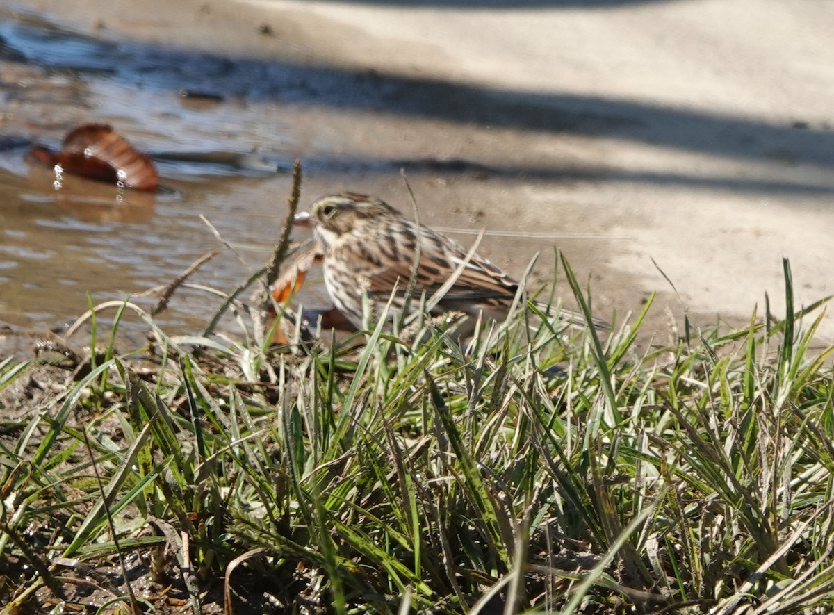 Savannah Sparrow - ML643193455