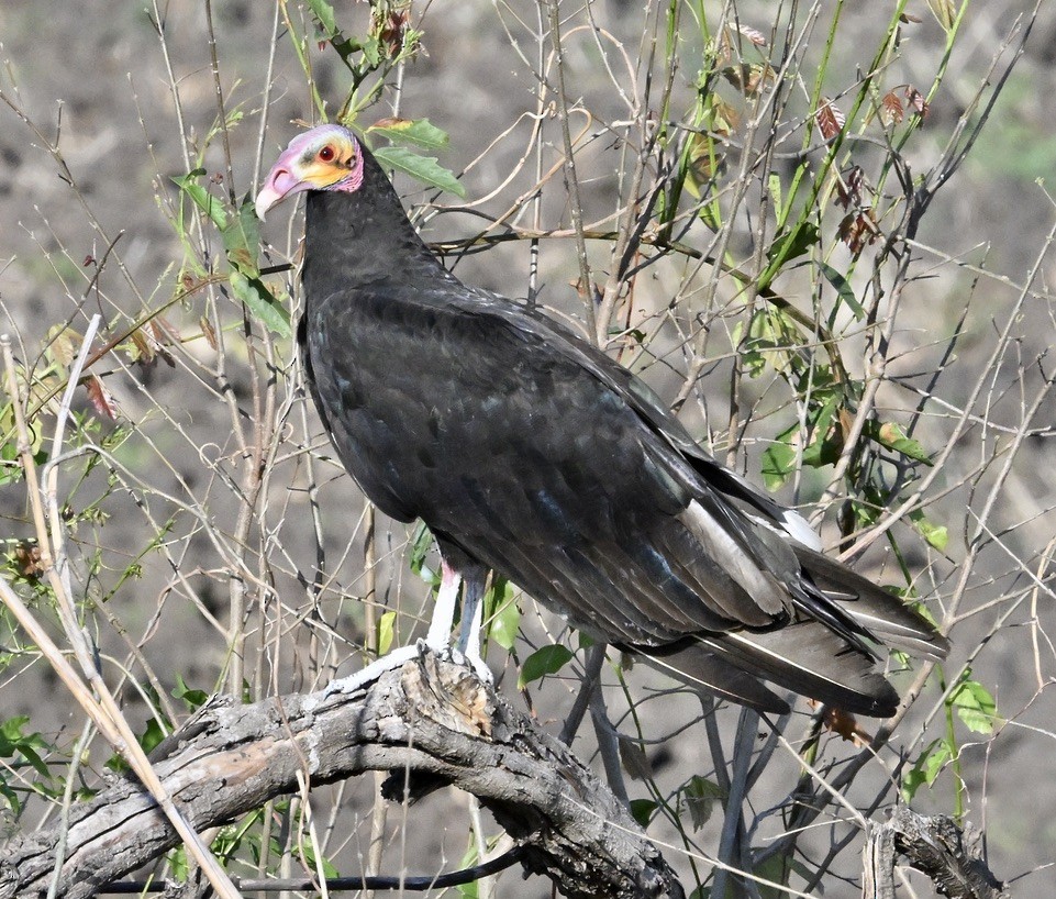 Black Vulture - ML643193459