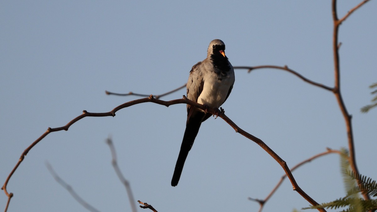 Namaqua Dove - ML643193461