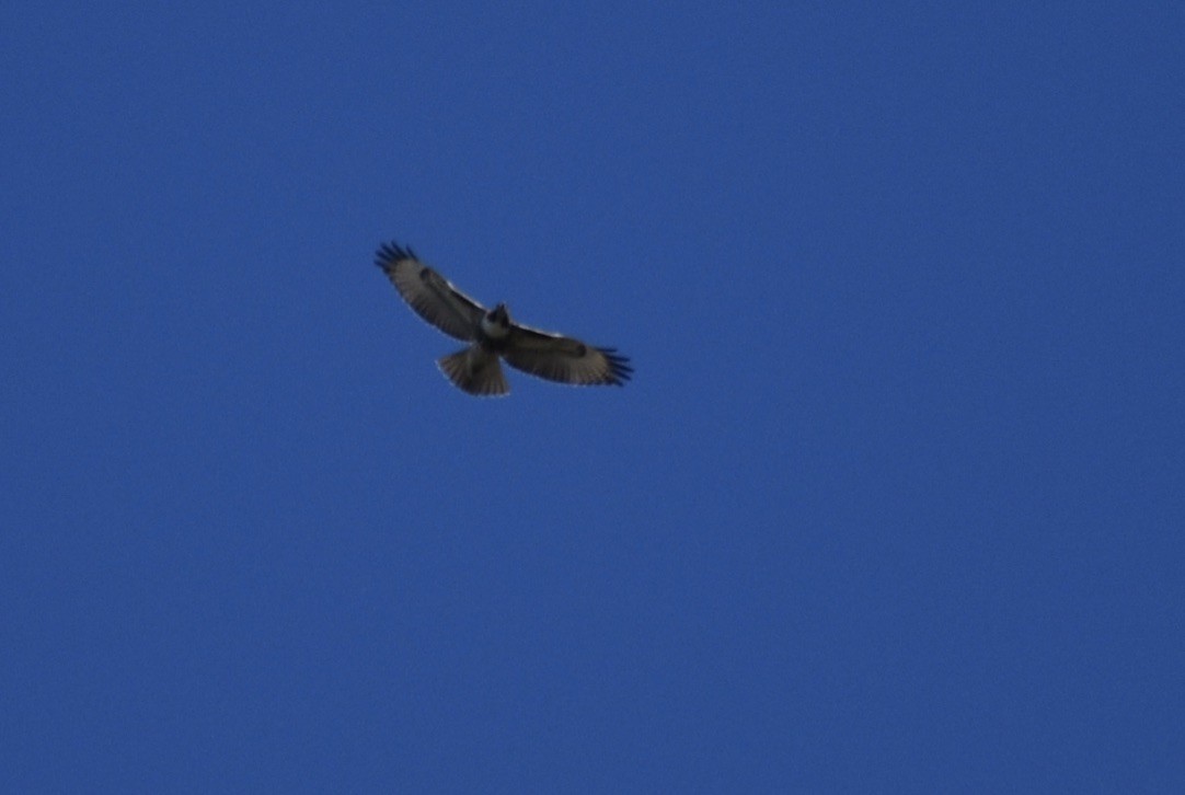 Red-tailed Hawk (calurus/alascensis) - ML643193462