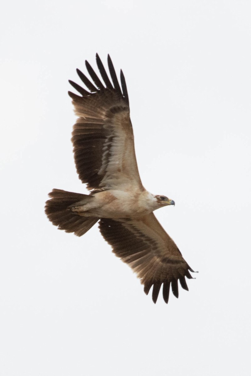 Tawny Eagle - ML643193466