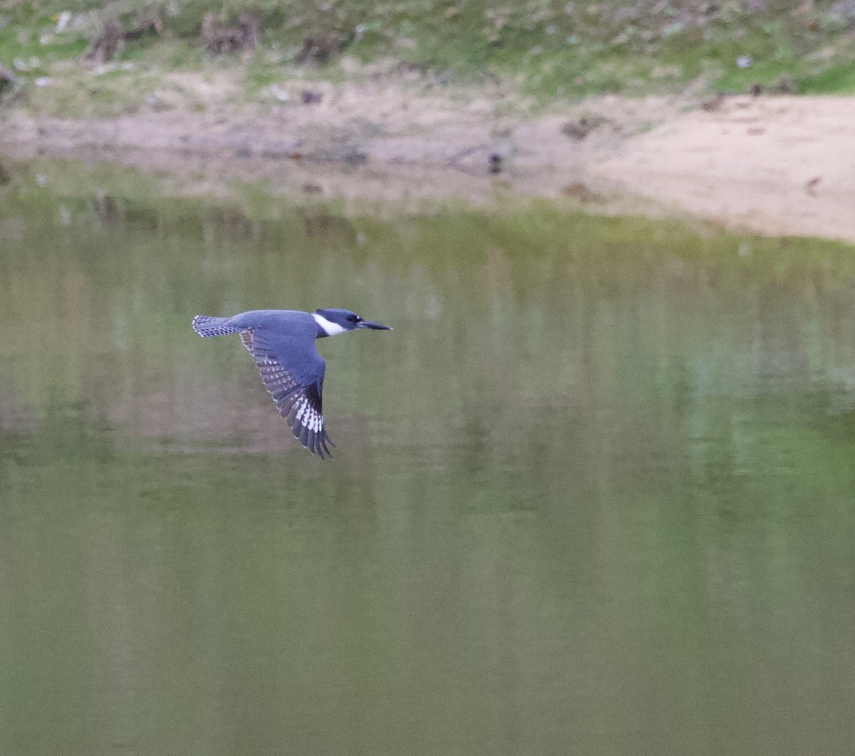 Belted Kingfisher - ML643193467