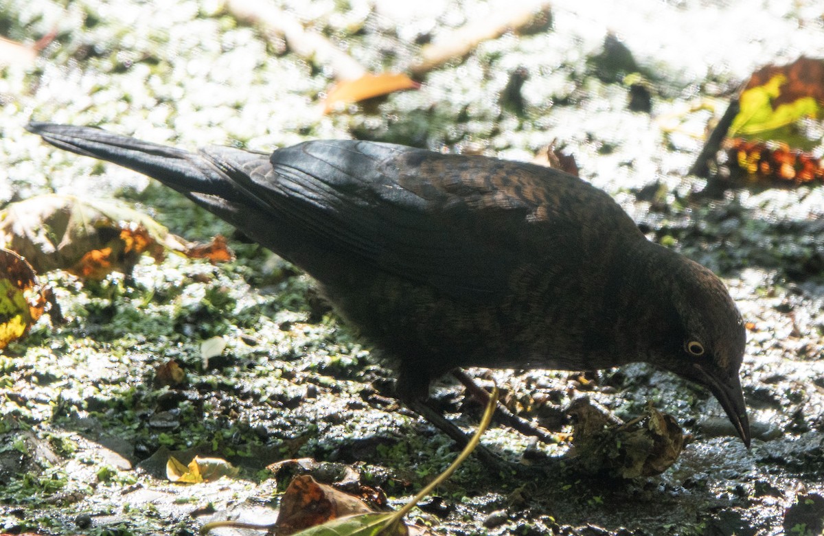Rusty Blackbird - ML643193469