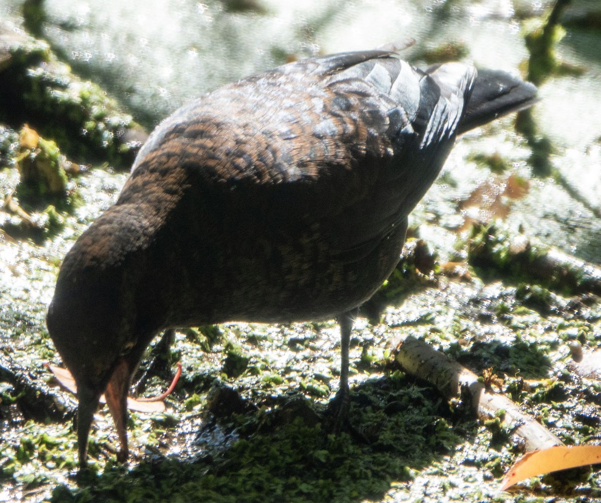 Rusty Blackbird - ML643193470