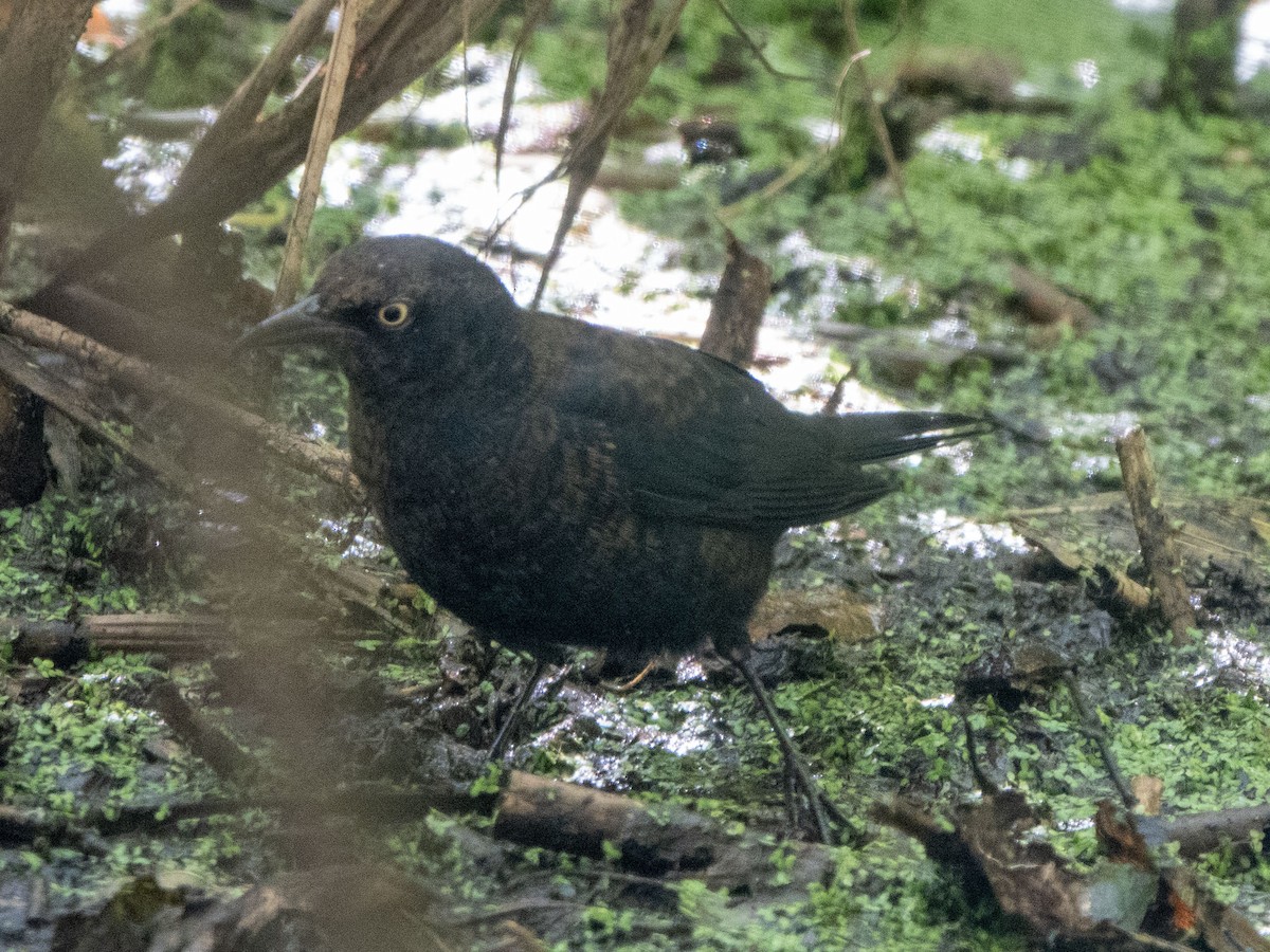 Rusty Blackbird - ML643193471