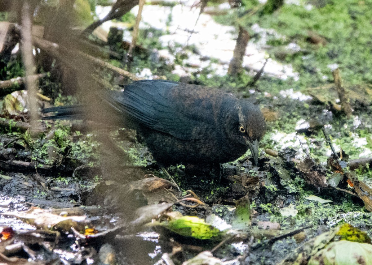 Rusty Blackbird - ML643193472