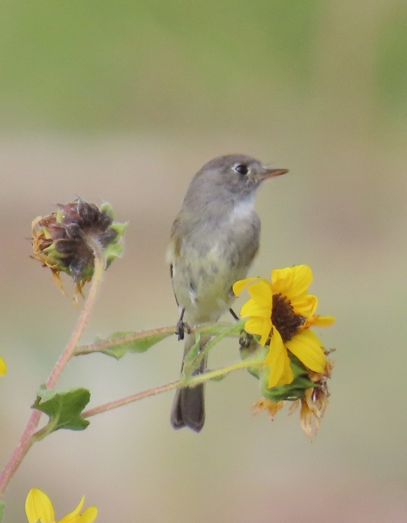 Gray Flycatcher - ML643193474