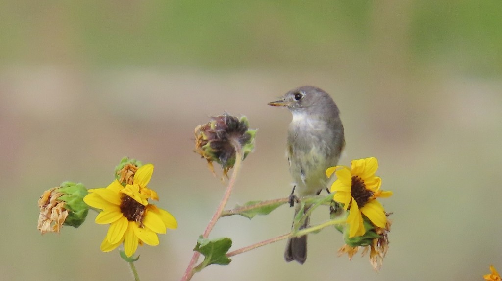 Gray Flycatcher - ML643193477