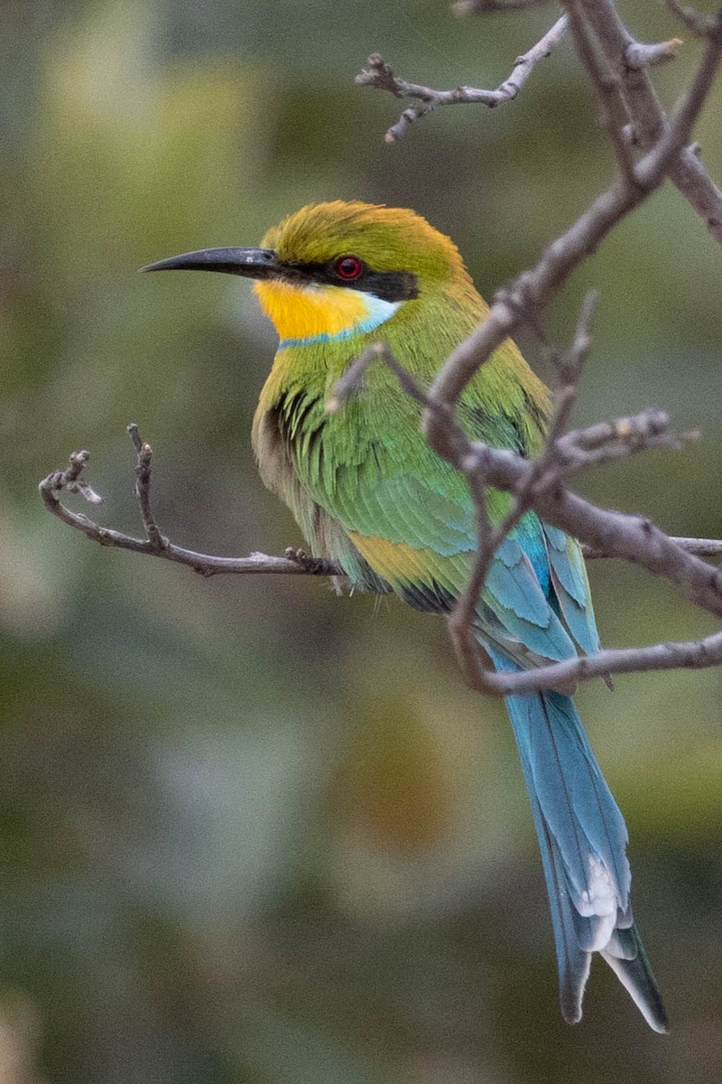 Swallow-tailed Bee-eater - ML643193481