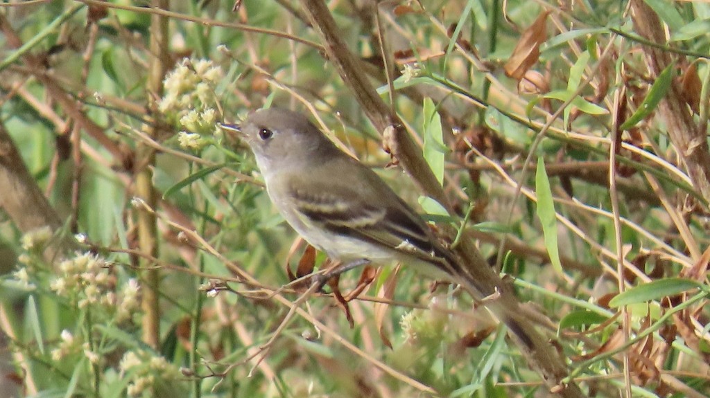 Gray Flycatcher - ML643193485