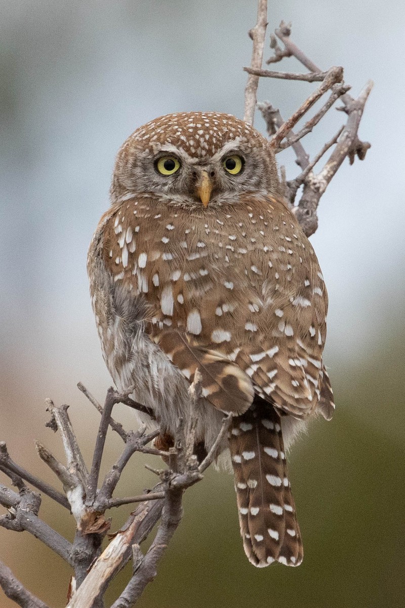 Pearl-spotted Owlet - ML643193495