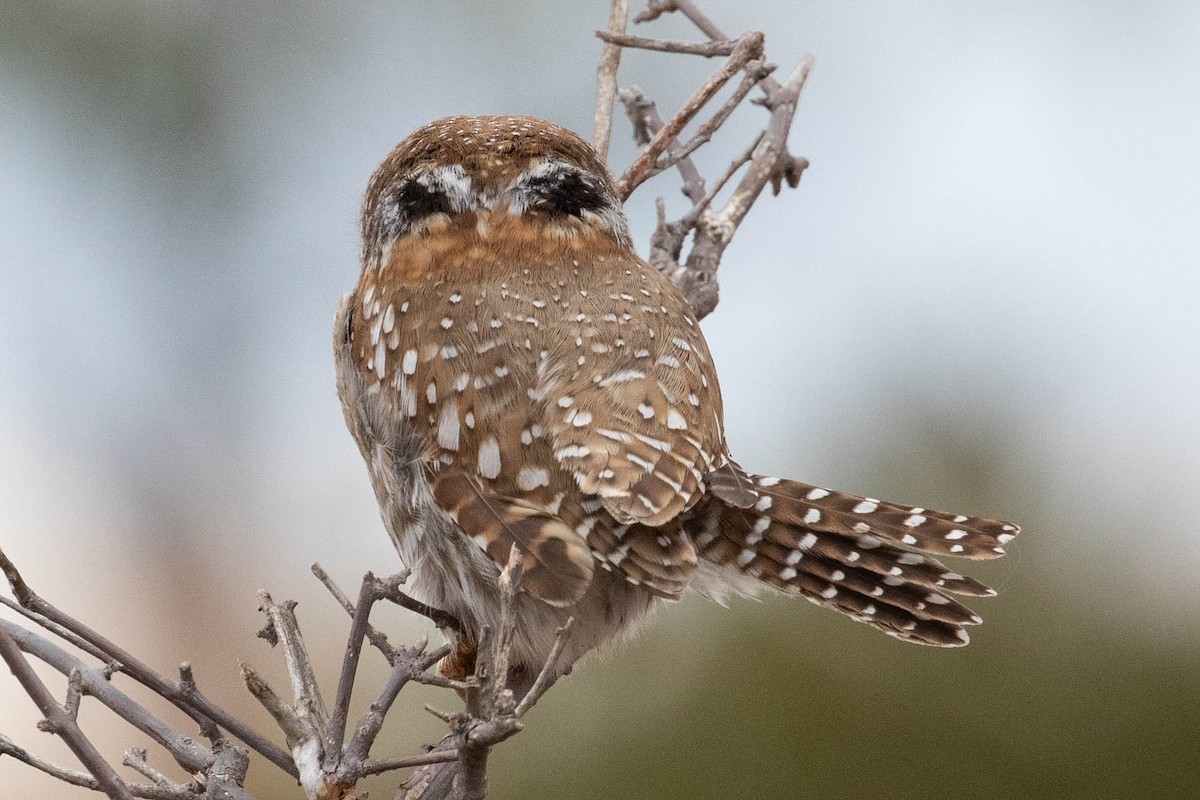 Pearl-spotted Owlet - ML643193496