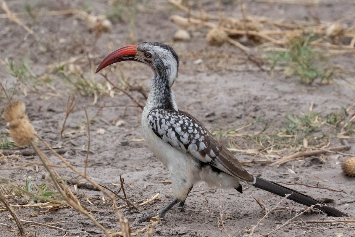 Southern Red-billed Hornbill - ML643193499