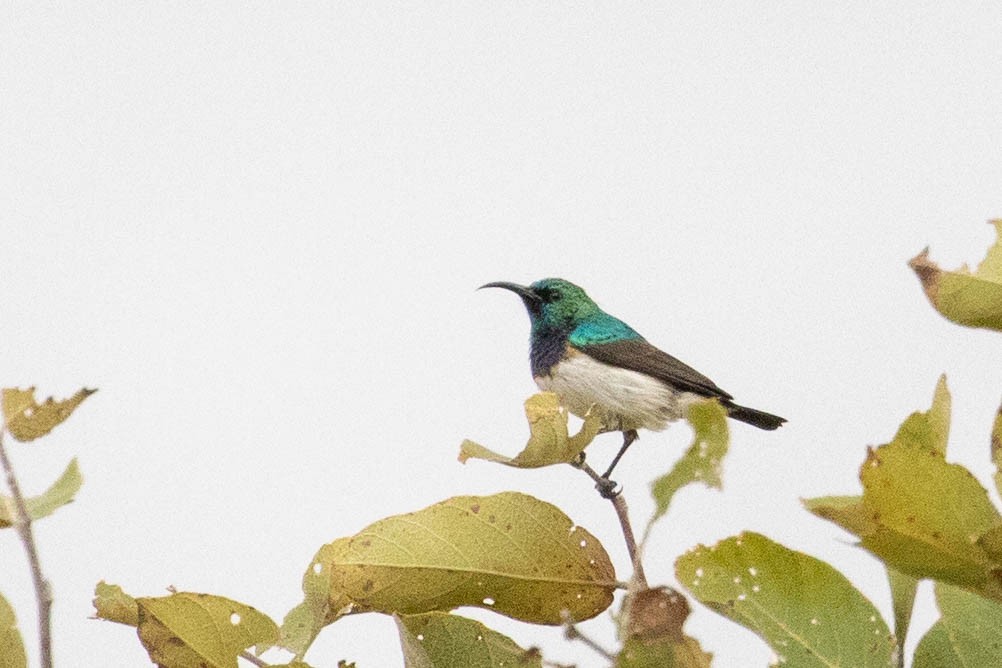 White-bellied Sunbird - ML643193531