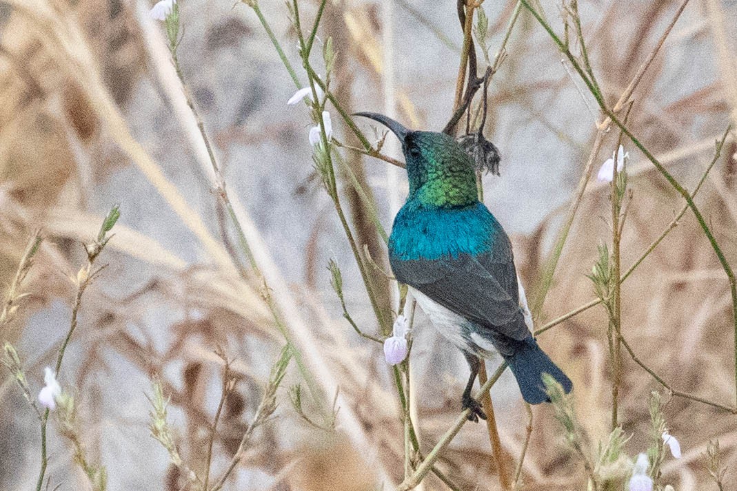 White-bellied Sunbird - ML643193532