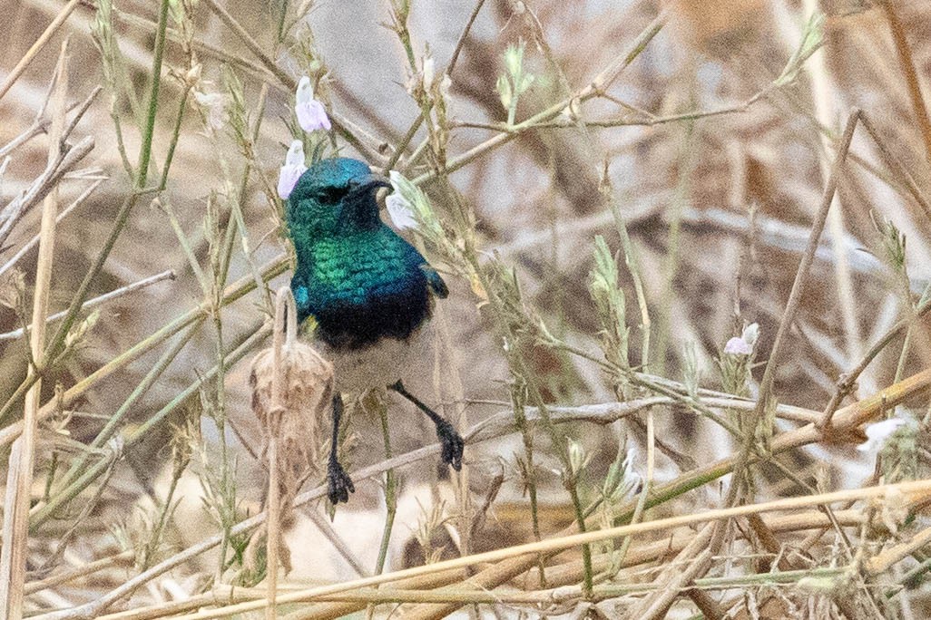 White-bellied Sunbird - ML643193533