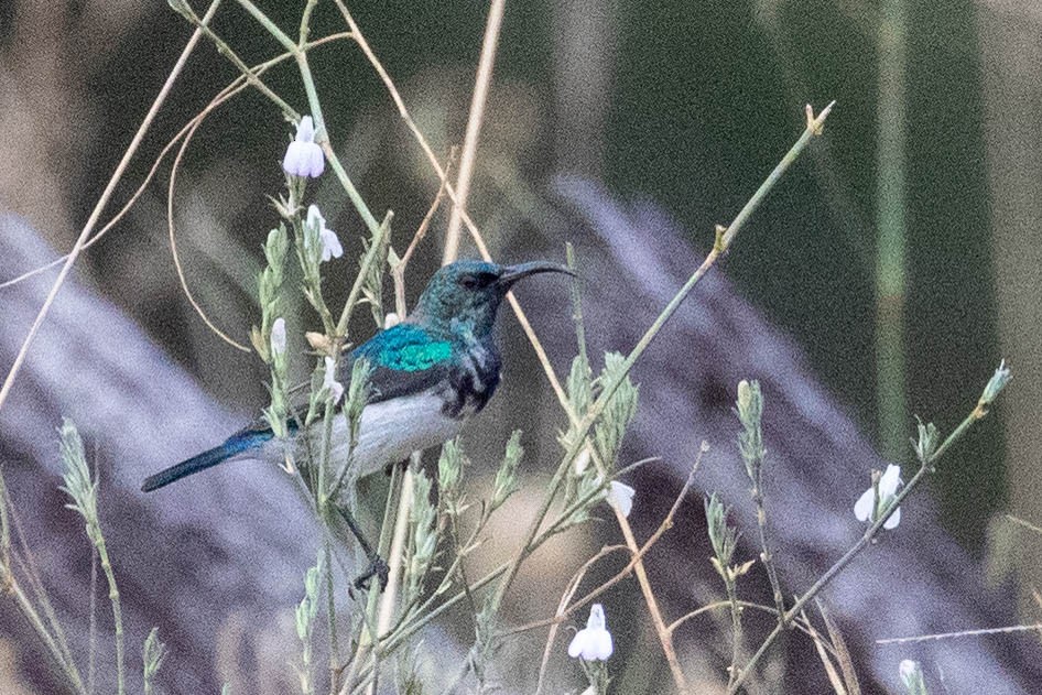 White-bellied Sunbird - ML643193534