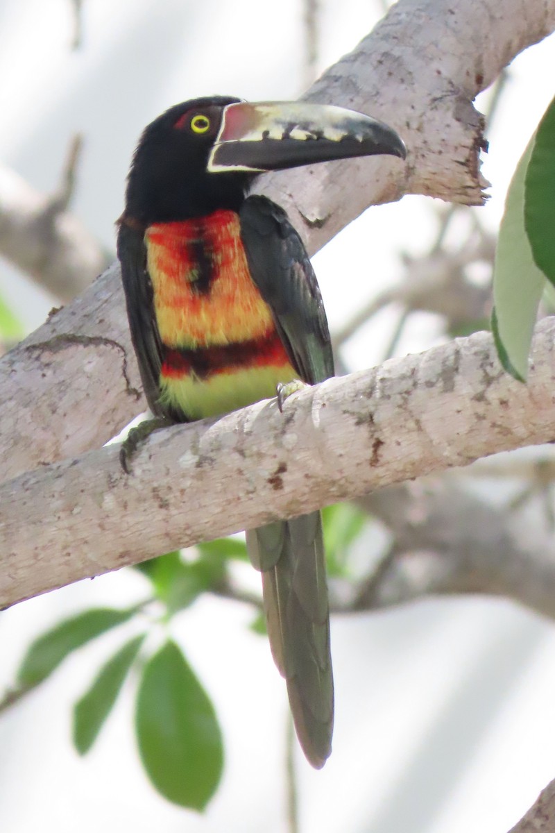 Collared Aracari - ML643193549
