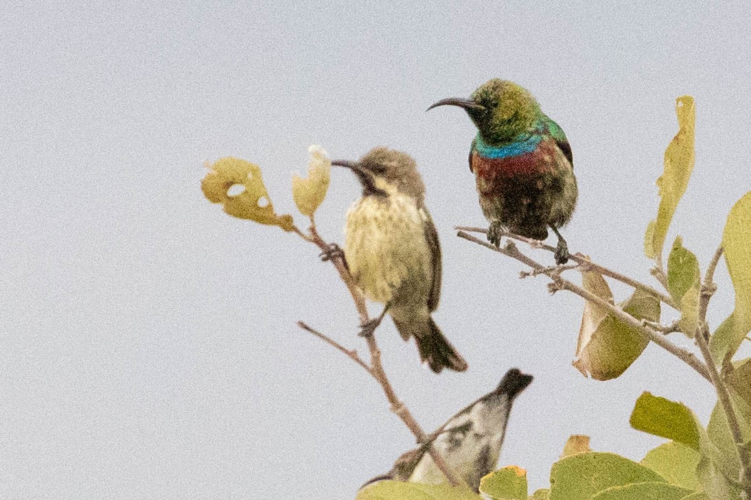 Marico Sunbird - ML643193553